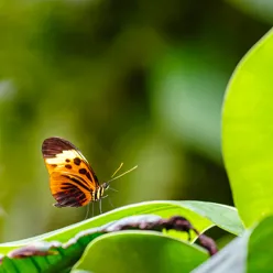 nærbilde av ein sommarfugl som sit på eit grønt blad