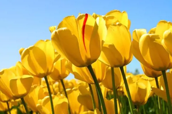 gule tulipanar som strekkjer seg mot ein blå himmel